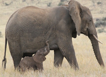 Lewa helped facilitate the elephant bypass
